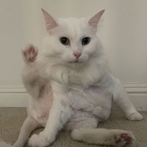 Meet your Posher, Christina